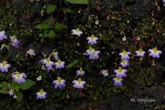 Utricularia striatula